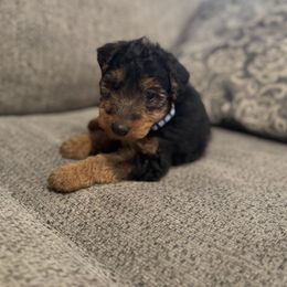 Rudy- Blue - Black and tan male Welsh Terrier puppy in Licking, Missouri from Bean Creek Dachshunds & Terriers
