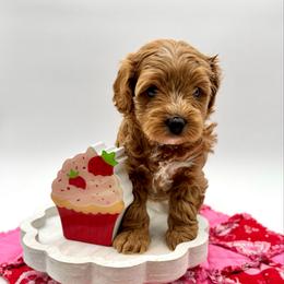 Strawberry - Cream female Cavapoo puppy in La Vernia, Texas from Texas Teddy Bears