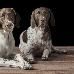 River - German Shorthaired Pointer