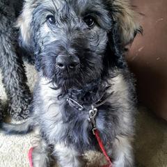 Goldendoodle Puppies from Bear Lake Bearded Retrievers