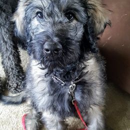 Goldendoodle Puppies from Bear Lake Bearded Retrievers