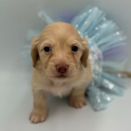 Ee cream female - Cream female Dachshund puppy in North Branch, Michigan from Doxie View Acres