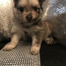 Pomeranian Puppies from Regal Poms