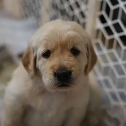 Golden Retriever and Goldendoodle Puppies from Guppy Puppies