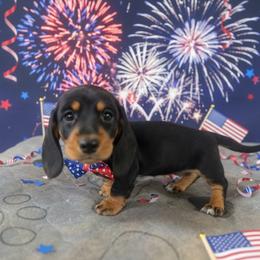 Willow - Black and tan female Dachshund puppy in Sallisaw, Oklahoma from Wild West Dachshunds