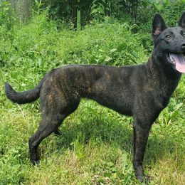Hexe - Dutch Shepherd