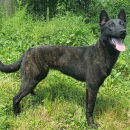 Hexe - Dutch Shepherd