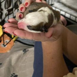 Boy 1 - Black and tan male Pembroke Welsh Corgi puppy in Bartlett, Tennessee from Lakeside Corgi Club