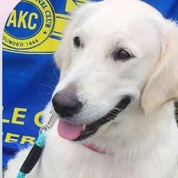 Lady - Golden Retriever