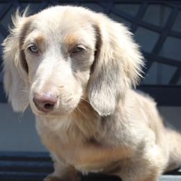 Smokey - Dachshund