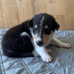 Blacksmith - Black white and tan male Collie puppy in Underwood, Indiana from Third Gen Collies