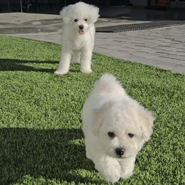 Bichon Frise puppies from Bichon De Amor