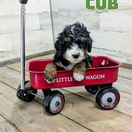 Cub - Black tri-color male Aussiedoodle puppy in Cambridge, Minnesota from Country Meadow Doodles