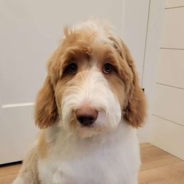 Koda - Apricot Labradoodle puppy in Wilmington, Illinois from Hot Diggity Doodles