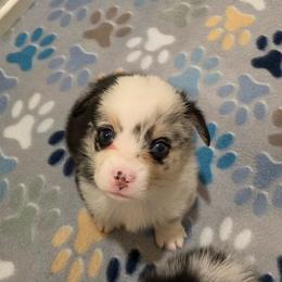Merle - White and black male Pembroke Welsh Corgi puppy in Collinsville, Mississippi from Lindsey's Lovely Little Corgis