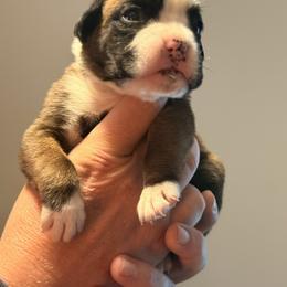 Purple female - Fawn female Boxer puppy in Mooresboro, North Carolina from Echo Hollow Boxers