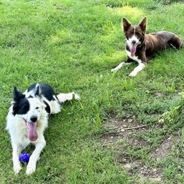 Border Collies from Darby Border Collies of Alabama