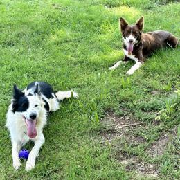 Border Collies from Darby Border Collies of Alabama