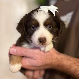 Cherry - Red tri female Toy Australian Shepherd puppy in Riverton, Utah from Iron Spirit Homestead & Aussies