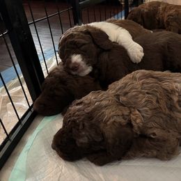 Labradoodle Puppies from AV Cares Doodles