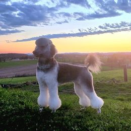 Storm - Poodle