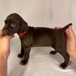 Teddy - Liver male German Shorthaired Pointer puppy in Edenton, North Carolina from Bockelman GSP’s
