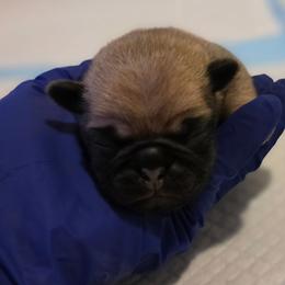 Sabo-Orange Collar - Fawn male Pug puppy in New Braunfels, Texas from Kex Pug Haus