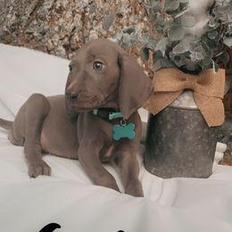 Weimaraner Puppies from North Georgia Weims