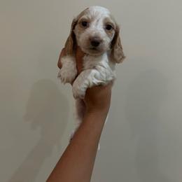 Boy 1 - Cream male Dachshund puppy in Laurel, Mississippi from BB's Dotsies