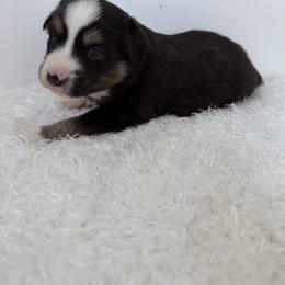 Deets - Black tri male Miniature Australian Shepherd puppy in Hillsville, Virginia from Lottie's Mini Aussies