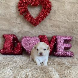 Finn - Cream male Chihuahua puppy in Red Bluff, California from Lane’s Little Long Coats