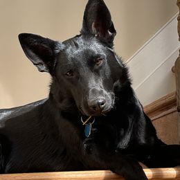 Raya - German Shepherd