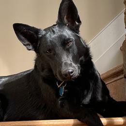 Raya - German Shepherd