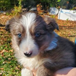 Blue Female - Blue female Border Collie puppy in Chester, Vermont from Countryside Border Collies