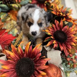 Apple - Blue merle female Miniature Australian Shepherd puppy in Merritt Island, Florida from Space Coast Mini Aussies