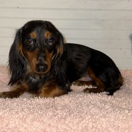 Crosby - Dachshund