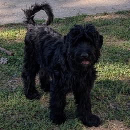 Purple Girl - Black female Black Russian Terrier puppy in Sacramento, California from Rollos Vikings
