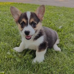 Girl 3 - Black and tan female Pembroke Welsh Corgi puppy in Northwood, Iowa from Sorrel Sands Corgis