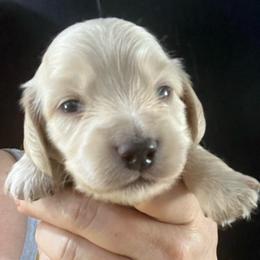 Denny - Cream male Dachshund puppy in Bigfork, Minnesota from Dachshunds Up North