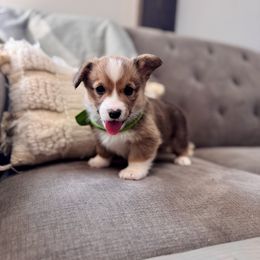 Lime Boy - Yoda - Red male Pembroke Welsh Corgi puppy in Vilonia, Arkansas from Lucky Pups Corgis