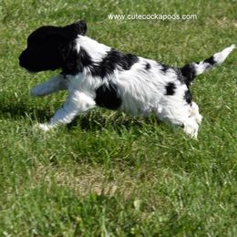 Cockapoo Puppies from Cute Cockapoos
