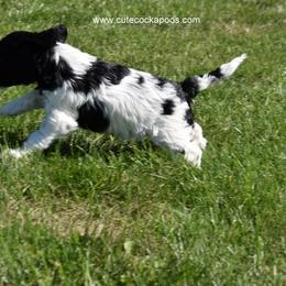 Cockapoo Puppies from Cute Cockapoos