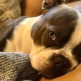 Dalinar - Boston Terrier