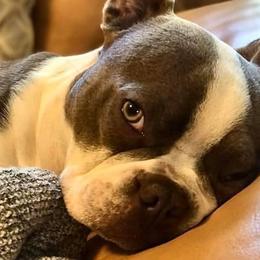 Dalinar - Boston Terrier