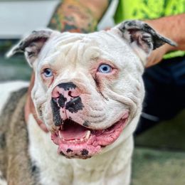 Leia  - Alapaha Blue Blood Bulldog