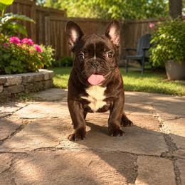 Negan - Brindle male French Bulldog puppy in Reading, Pennsylvania from Roxy & Co.