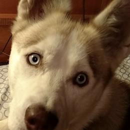 Siberian Huskies from Pure Michigan Family Raised Huskies