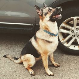 German Shepherds from Vetters Canine