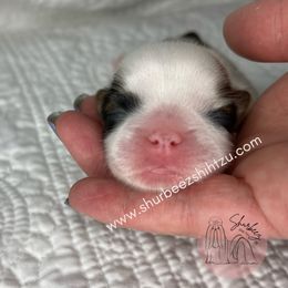 Shih Tzu Puppies from Shurbeez Shih Tzu