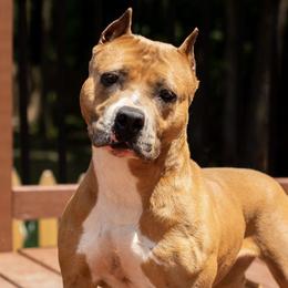 Moonshine - American Staffordshire Terrier